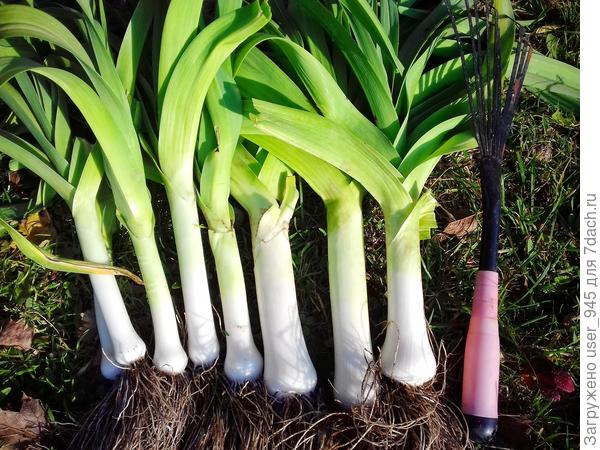 Прошлым летом у меня вырос лук порей))). Это небольшая часть, выкапывала постепенно.