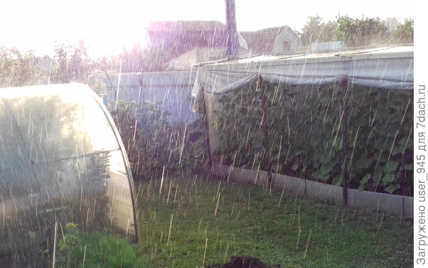 Так росли огурцы.