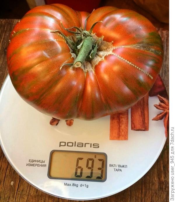 Тяжеловес:) Амурский тигр, растила вдохновившись нашими тестировщиками)))