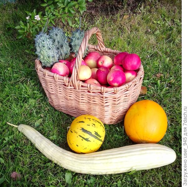 Кивано, армянский огурец, дыньки - удачные эксперименты))