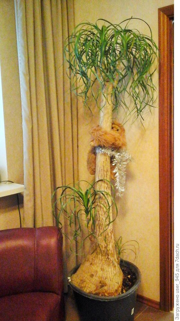 Фото декабрь 2015г.