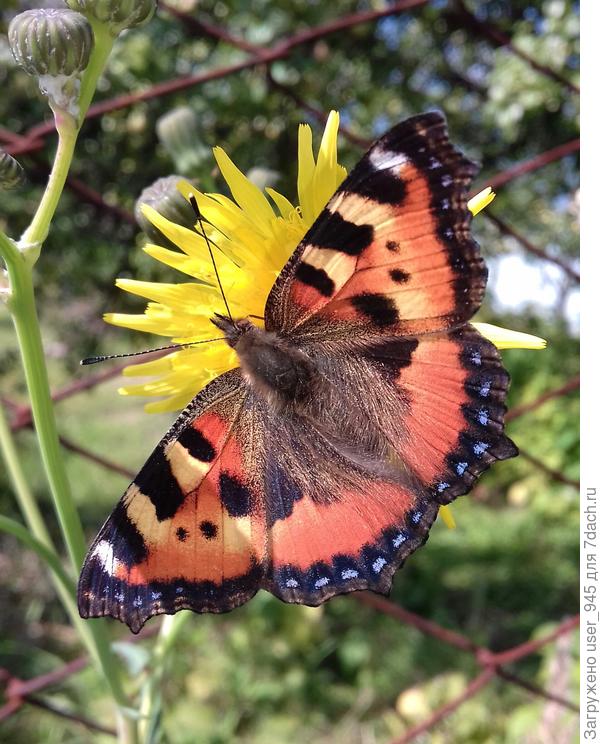 Крапивница.