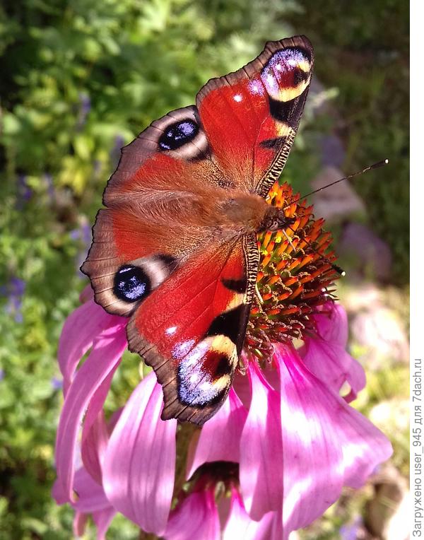 Павлиний глаз.