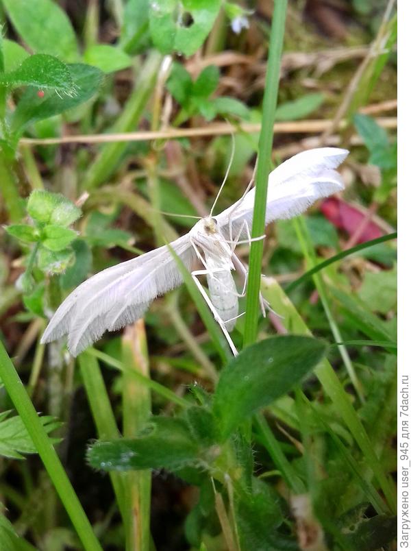 Пальцекрылка пятипалая. Тоже ж бабочка))