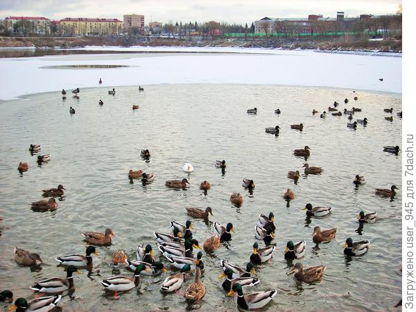 На зимовке.