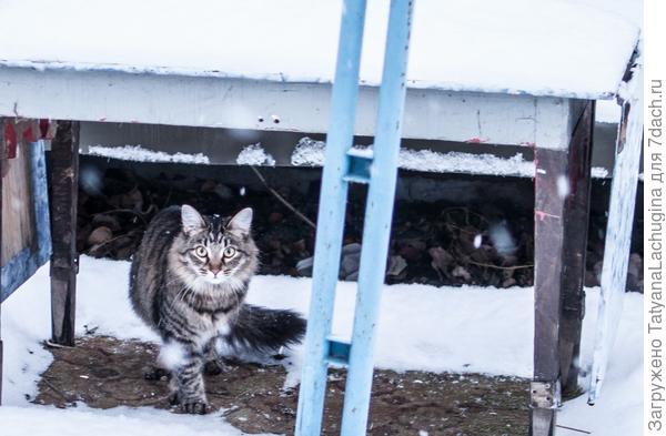 зимний кот. кот ооочень оценил приобретение дачи ) фото Григория Чумакова