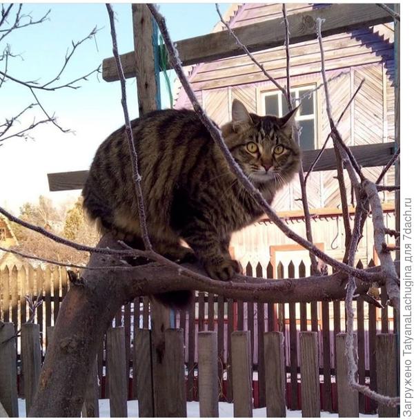 кот на дереве - классика.