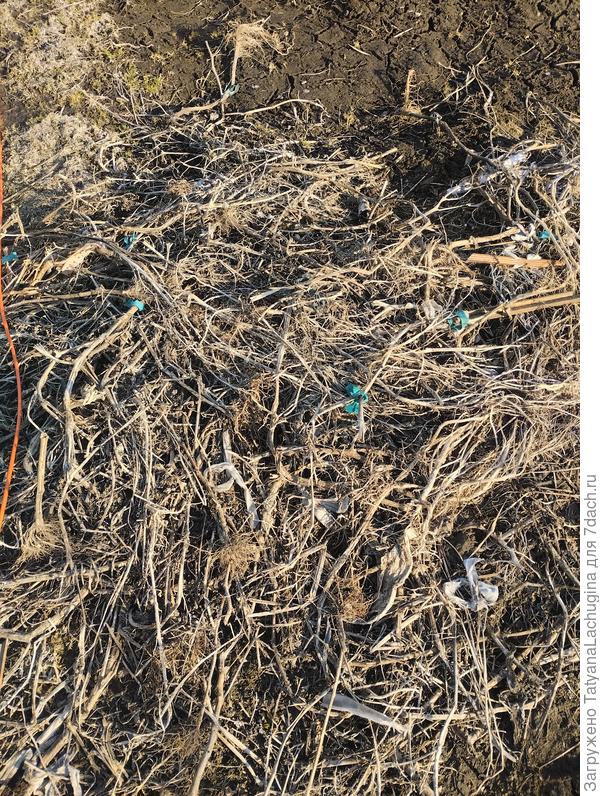 Очень много вокруг разной ботвы