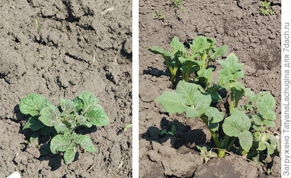 Слева обычный способ, справа рассадой