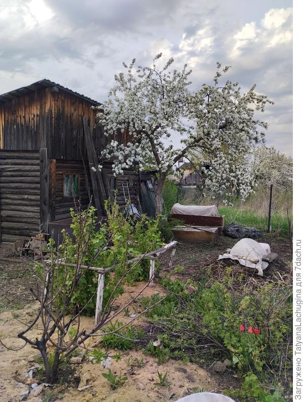 погибшая яблоня на переднем плане