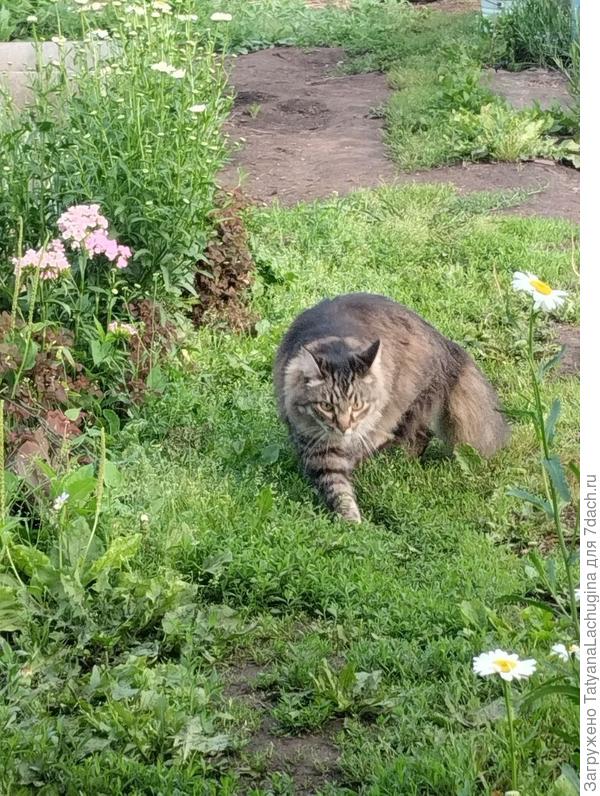 кот исследует пространство