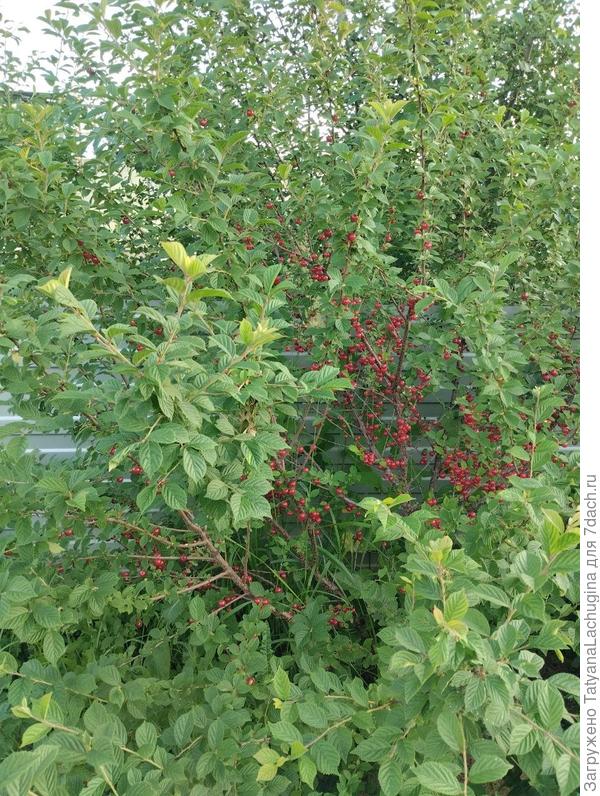 деревья все-таки не померзли!