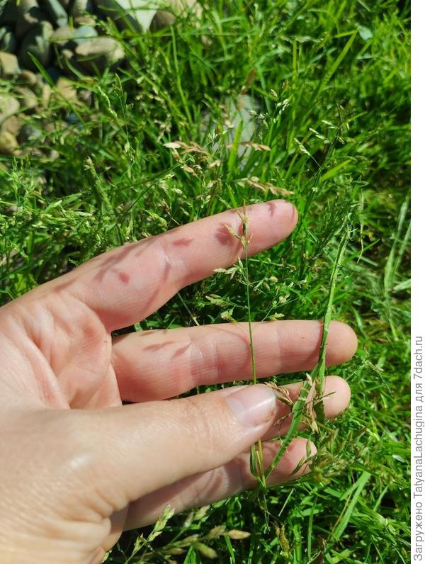 вот такие на ней "колосья"