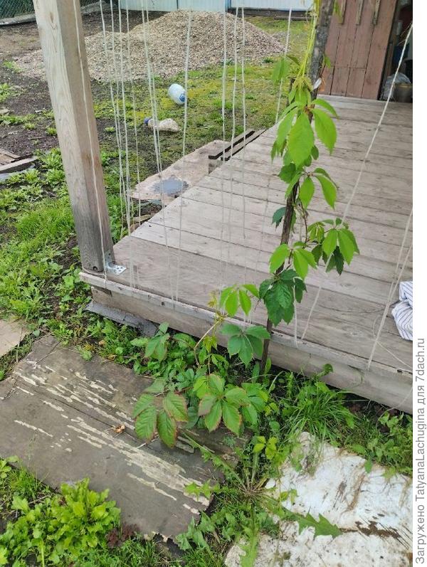 Один высокий куст с весны