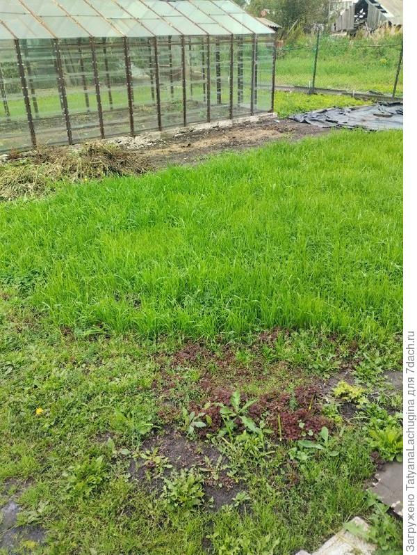 Зеленехонький!