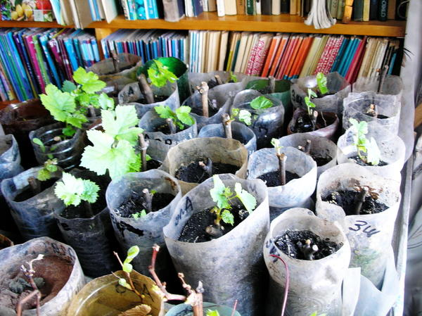 Выращивание саженцев винограда из черенков