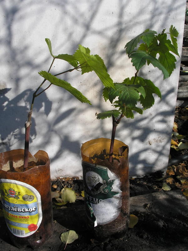 Саженцы выросли