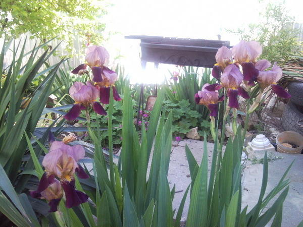 ирисы