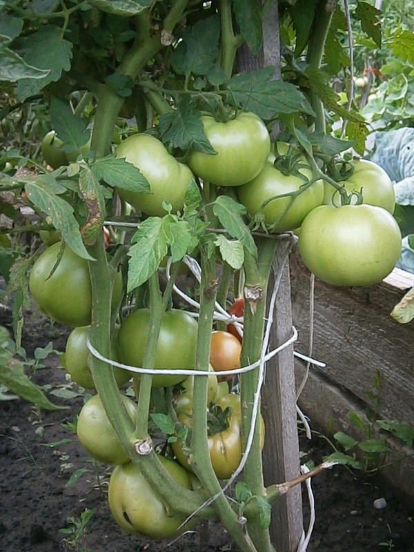 яркая малиновка