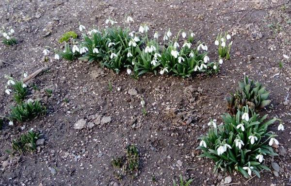 3 марта были в Симферополе. Застали подснежники))