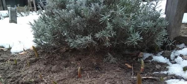 Лаванде 3 года