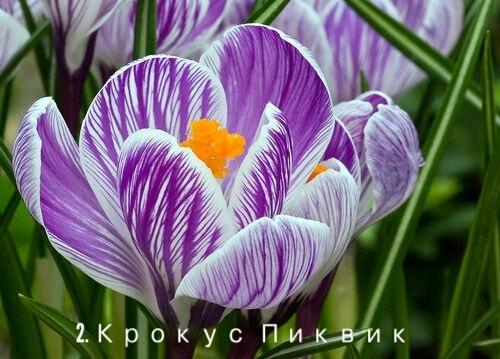 фото