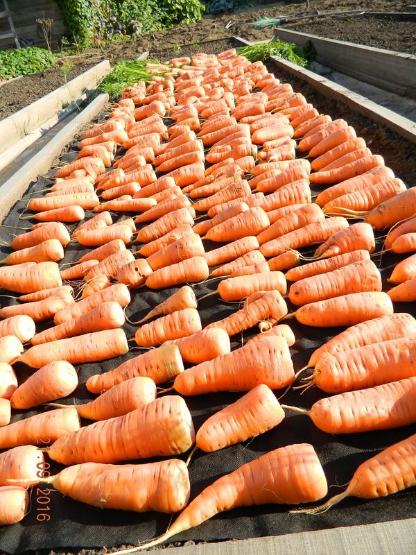 100%-й способ зимнего хранения моркови