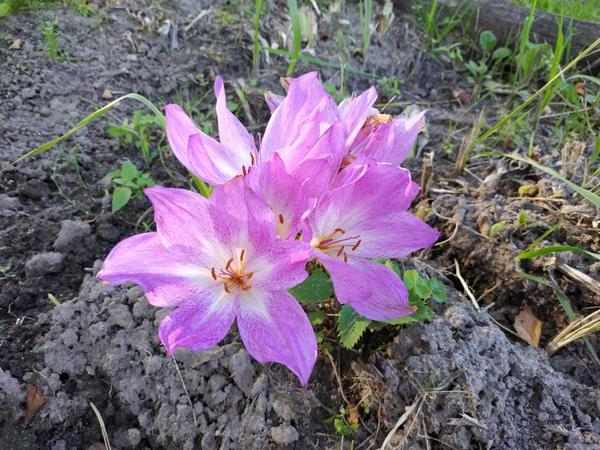 Дней 10 уже цветут