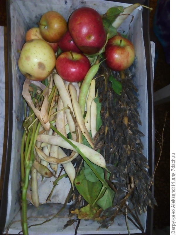 Фасоль. Что делать с люпином?