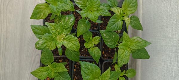 Рассада перцев