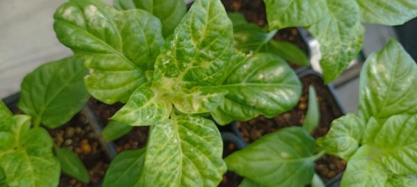 Рассада перцев