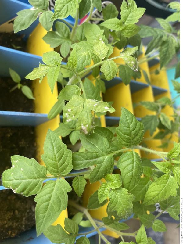 Рассада томатов