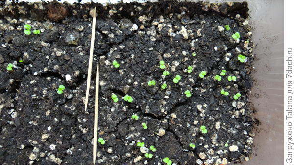 Примула. Стоит под фито, сеянцы крепенькие и коренастенькие. Другая примула (я ее как-то слегка задвинула, и она не прямо под лампой, а слегка сбоку) - чуть-чуть вытянулась, но в целом вполне нормально.