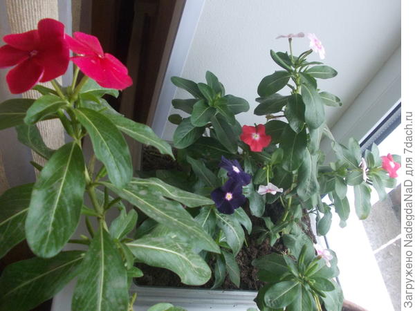 Катарантус