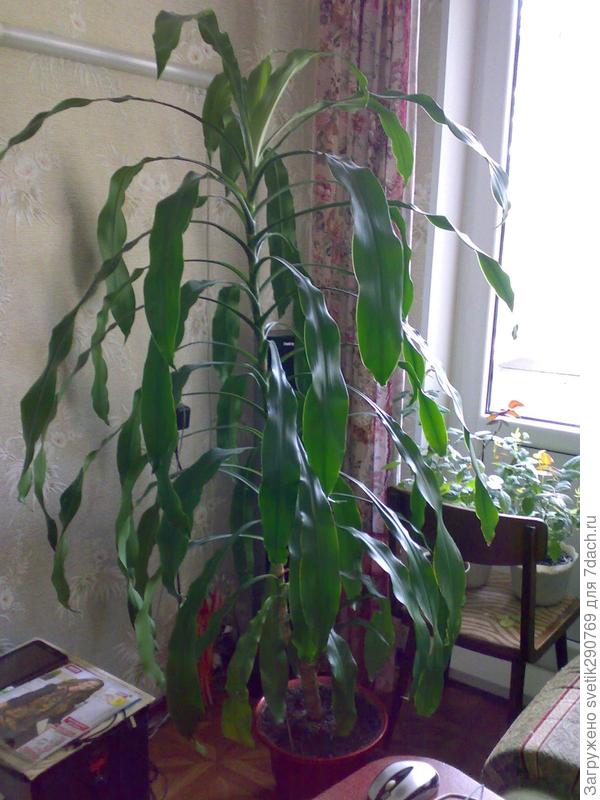 цветок-драцена