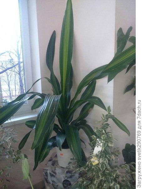 цветок-драцена