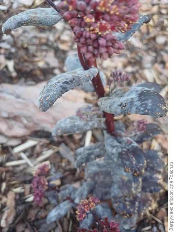 и этот также