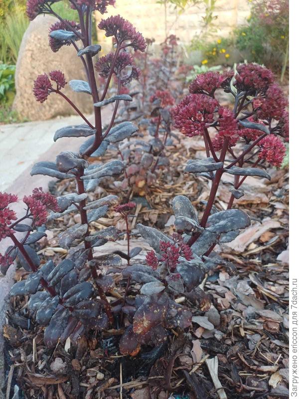 теперь так все побелели