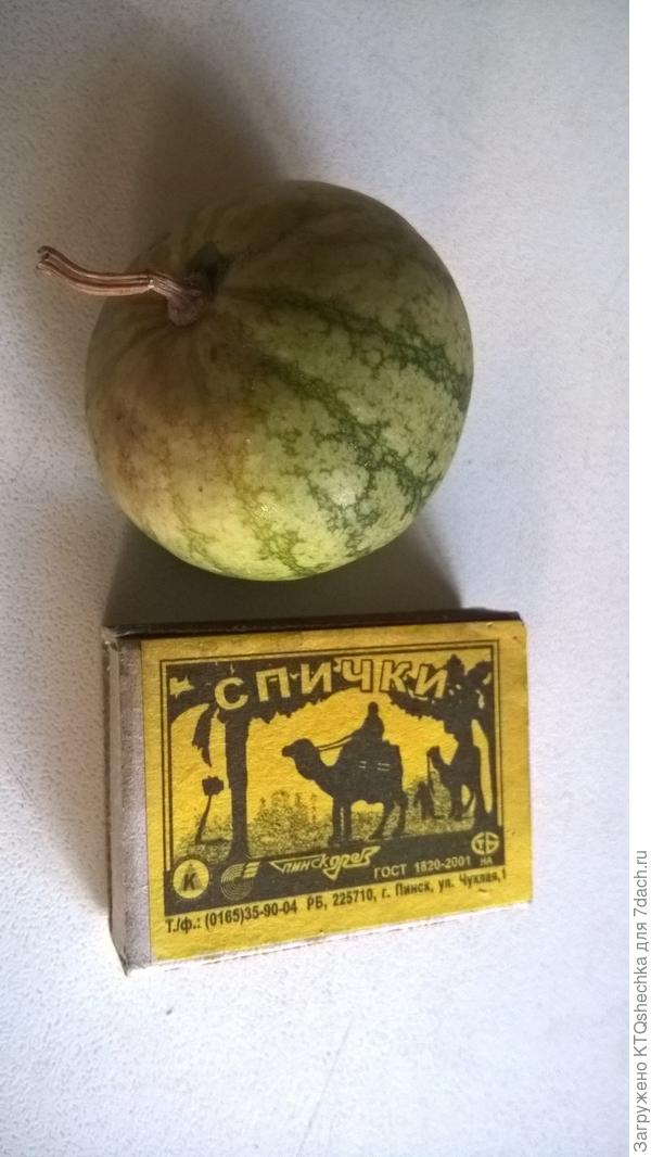 Мои первые арбузы :)