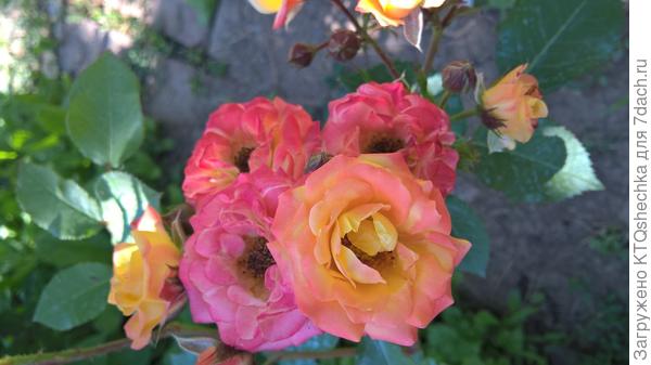 миниатюрная роза в моем саду