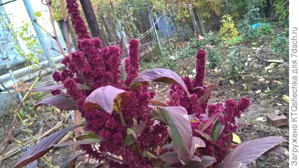 Каскадный амарант