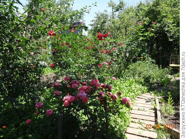 Дорожка вокруг розалия