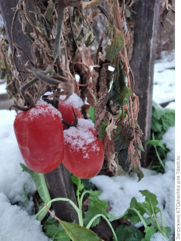 Помидоры на снегу, розовые на белом! Что мне с ними делать, я уже не пойму!