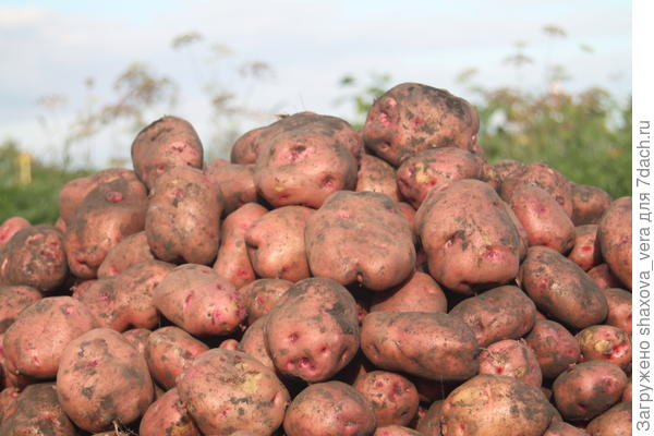 Картофель