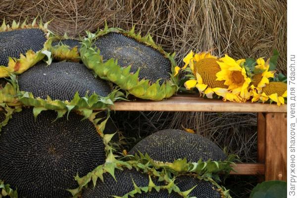 Подсолнух 2016г