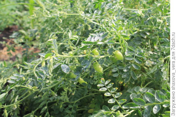 Нут, бараний горох 2016