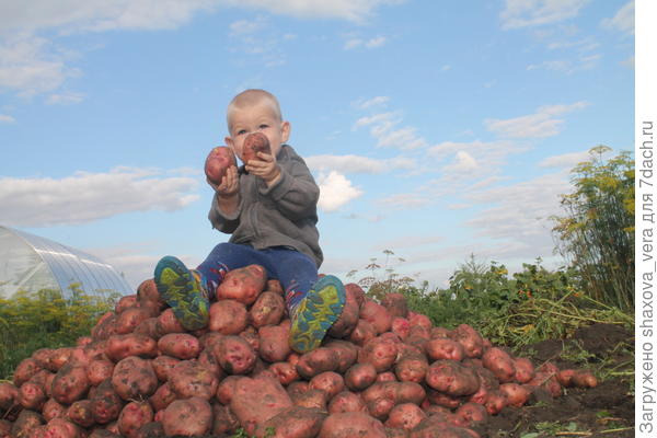 Картофель 2016г. Никогда такого не было
