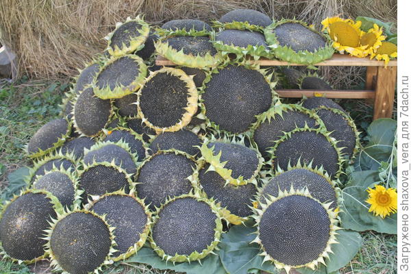 Подсолнухи 2016г