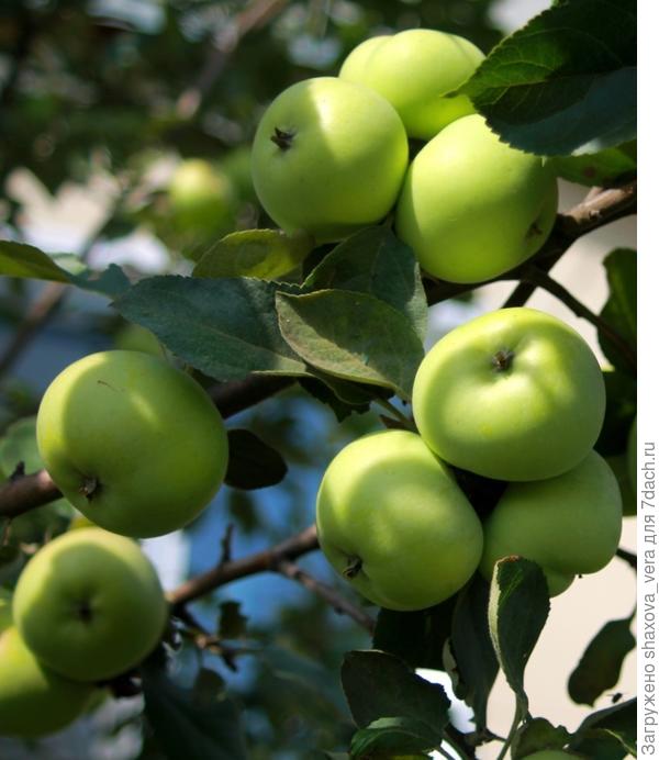 Яблоки