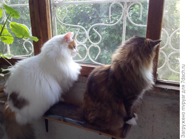 А вот и мои красотки )))